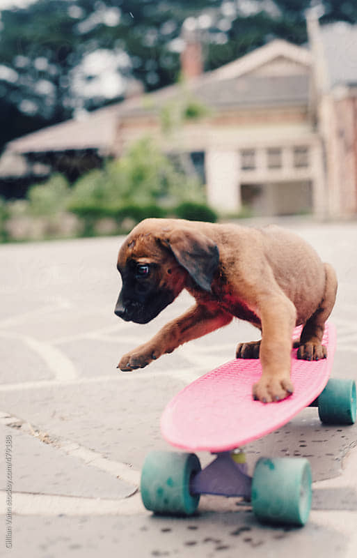 Get-Stoked-to-Go-Skateboarding-With-Your-Dog
