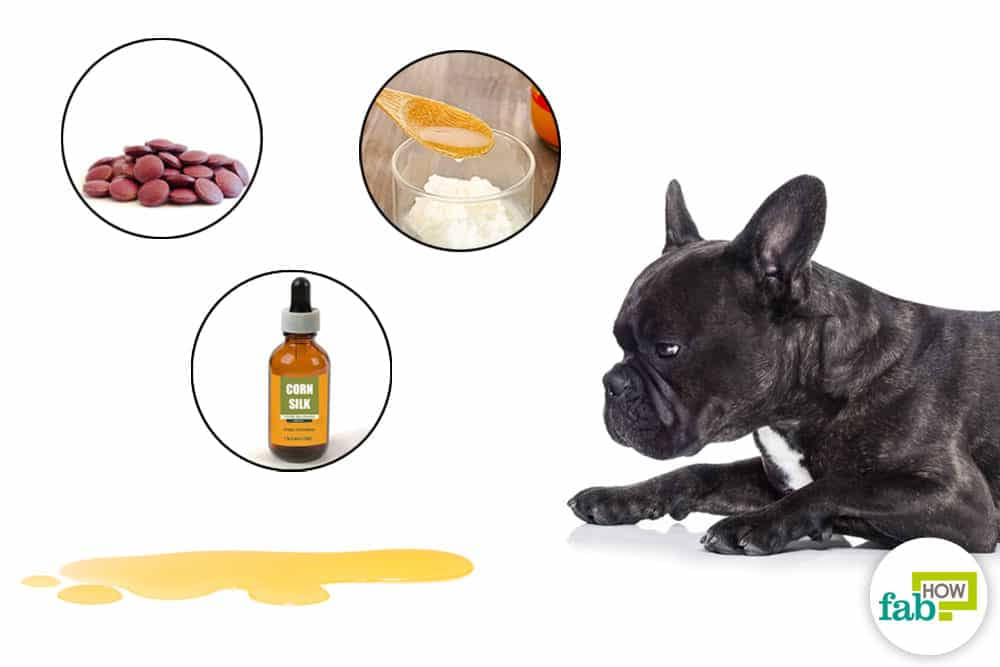 Home-Remedies-to-Relieve-Pain-in-Dogs