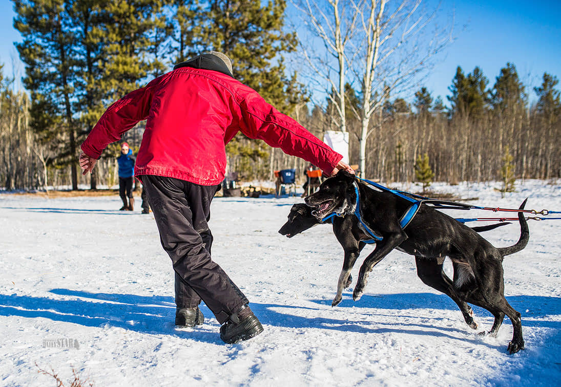 How-To-Be-an-Expert-Athletic-Supporter-at-Dog-Sled-Races
