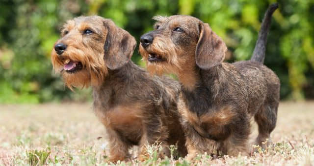 New-Hope-for-Children-With-Epilepsy-Thanks-to-Miniature-Dachshunds