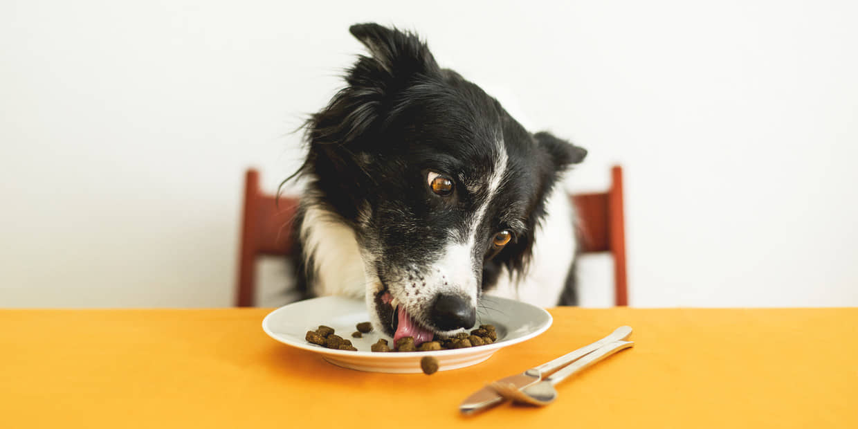 Top-10-Foods-That-Are-Bad-For-Dogs