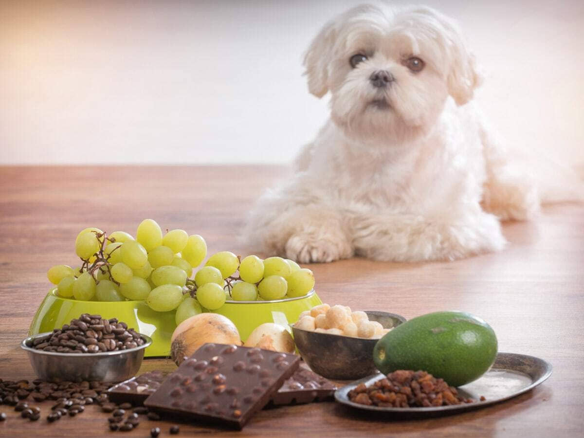 how-the-right-food-your-dog-lose-weight
