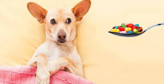 What Are the Downsides of Antibiotics for Pets?