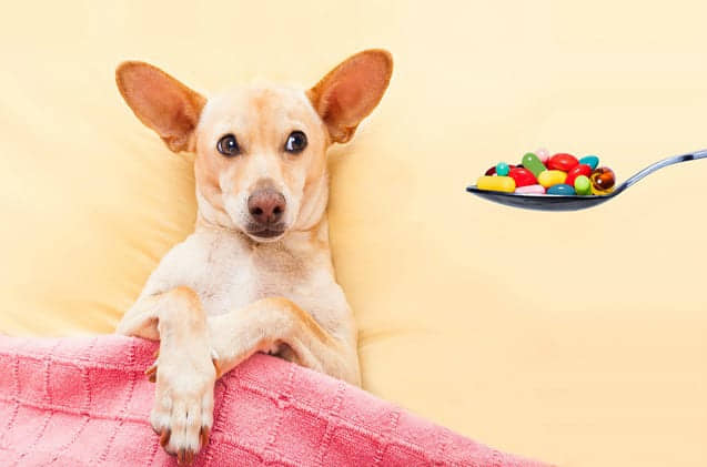 What-Are-the-Downsides-of-Antibiotics-for-Pets