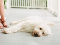 What Should You Do If Your Dog Gets A Sunburn