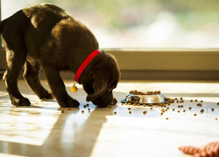 What-You-Need-To-Know-About-Dog-Feeding-Guidelines