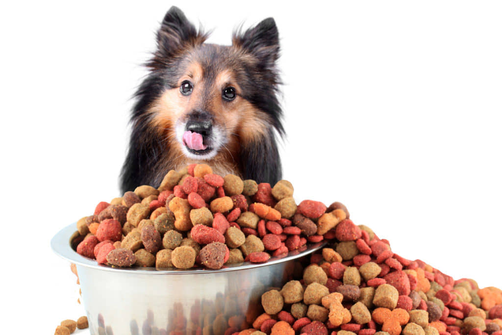 What-You-Need-To-Know-About-Dog-Feeding-Guidelines