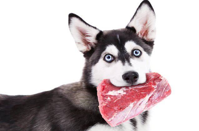 Why-is-Protein-Essential-in-a-Dogs-Diet