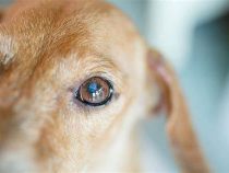 Why Do Dogs Get Eye Boogers?￼