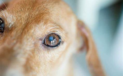 Why Do Dogs Get Eye Boogers?￼