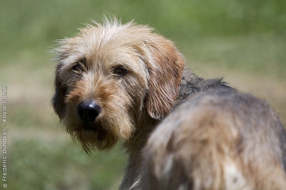 Bosnian Coarse Haired Hound Dog Breeds