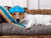 What To Do If Your Dog Gets Sick While Traveling