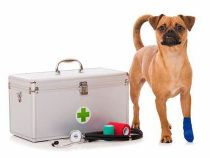 The Dog Scout’s Guide To Dog First Aid Kits