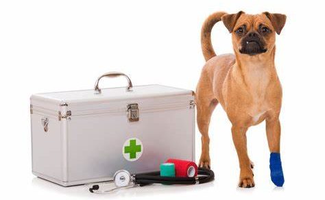 The Dog Scout’s Guide To Dog First Aid Kits