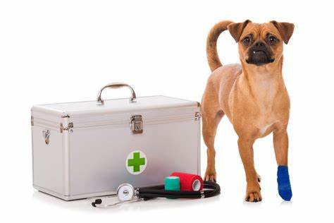the-dog-scouts-guide-to-dog-first-aid-kits