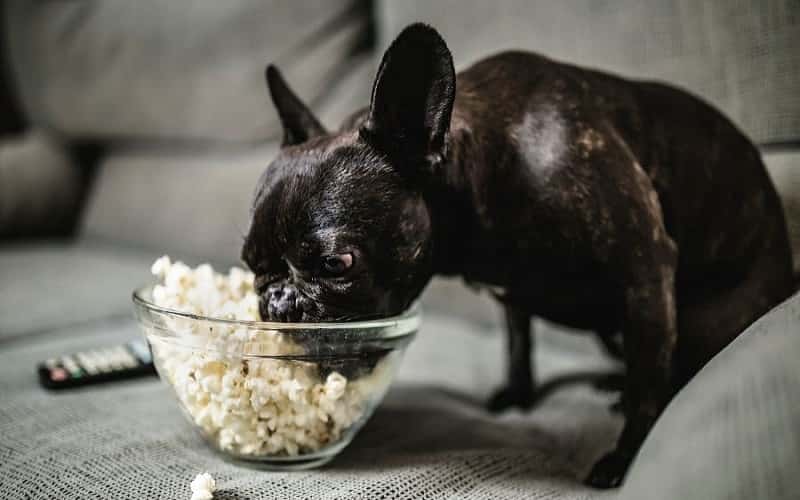 can-dogs-eat-popcorn-1