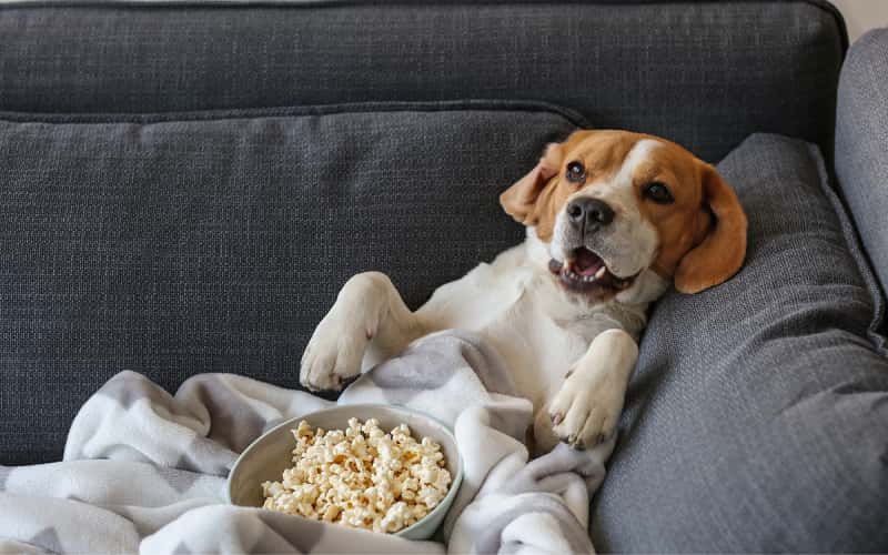 can-dogs-eat-popcorn