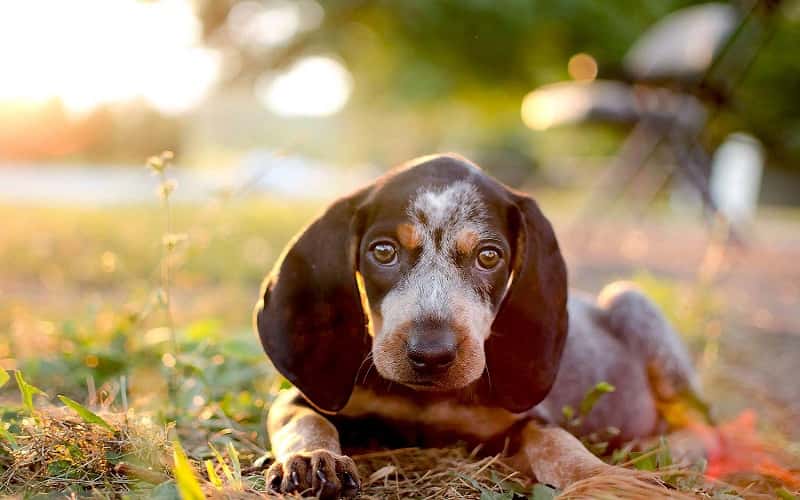 bluetick-coonhound-dog-6-facts-should-you-know-1