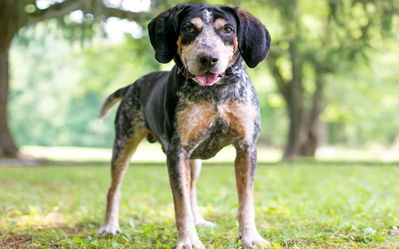 bluetick-coonhound-dog-6-facts-should-you-know