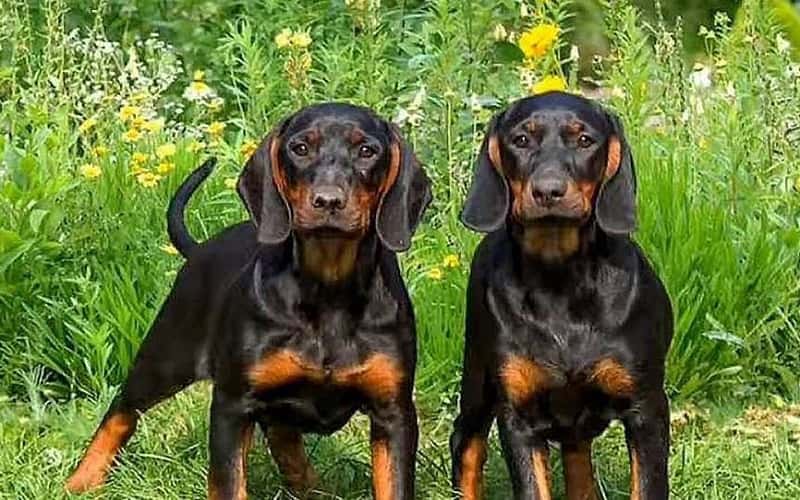 coonhound-dog-14-facts-you-need-to-know-1