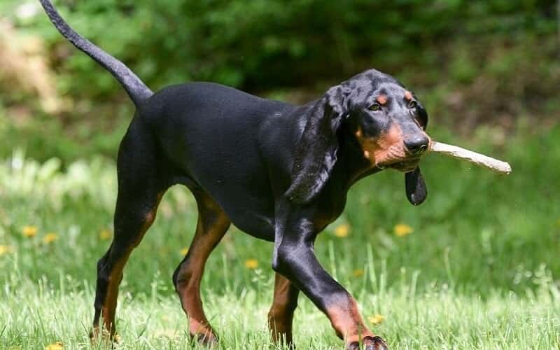 coonhound-dog-14-facts-you-need-to-know-2