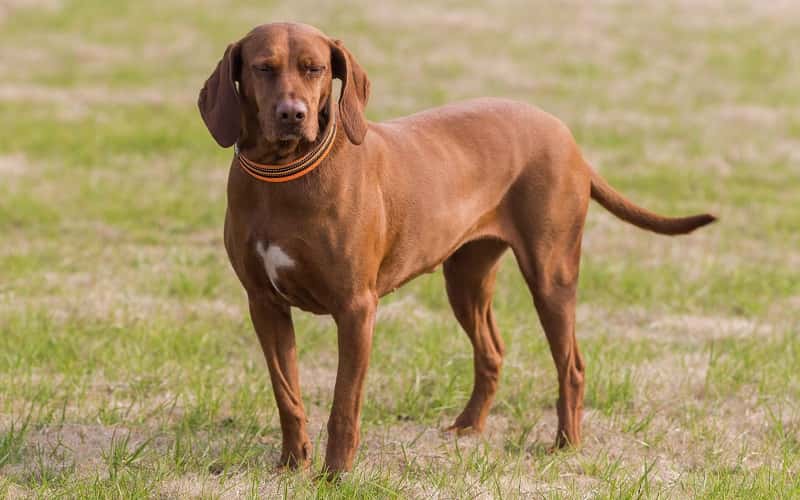 faq-redbone-coonhound-dog-breeds-2