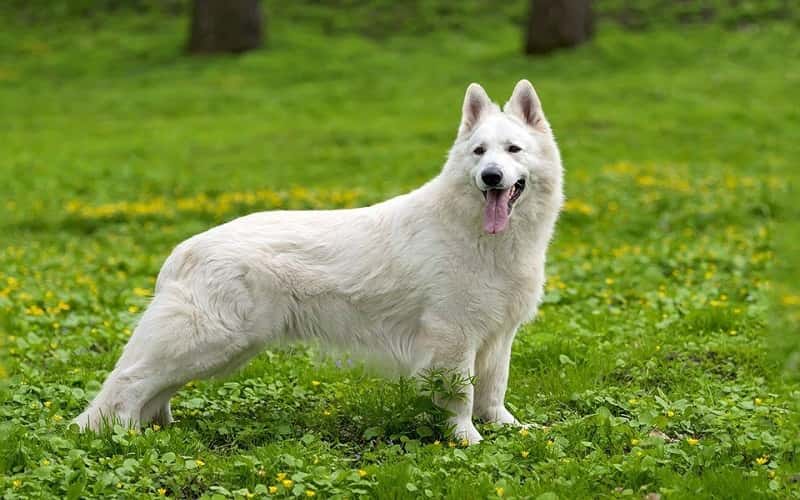 faq-white-german-shepherds-dog-breeds