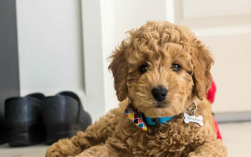mini-goldendoodle-dog-15-things-you-should-know-2