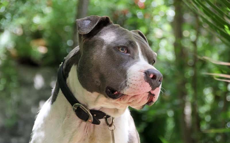 pit-bull-dog-breeds-20-facts-should-you-know