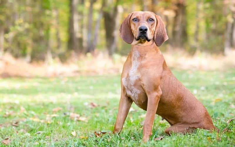 redbone-coonhound-dog-breeds-7-facts-1