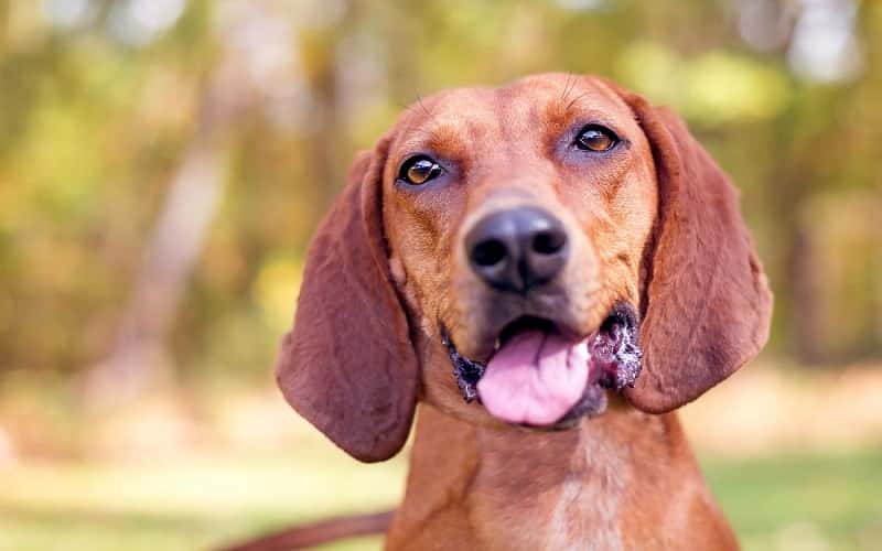 redbone-coonhound-dog-breeds-7-facts-2