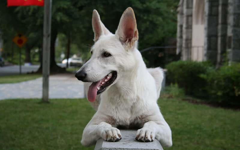 white-german-shepherds-6-facts-you-need-to-know-1