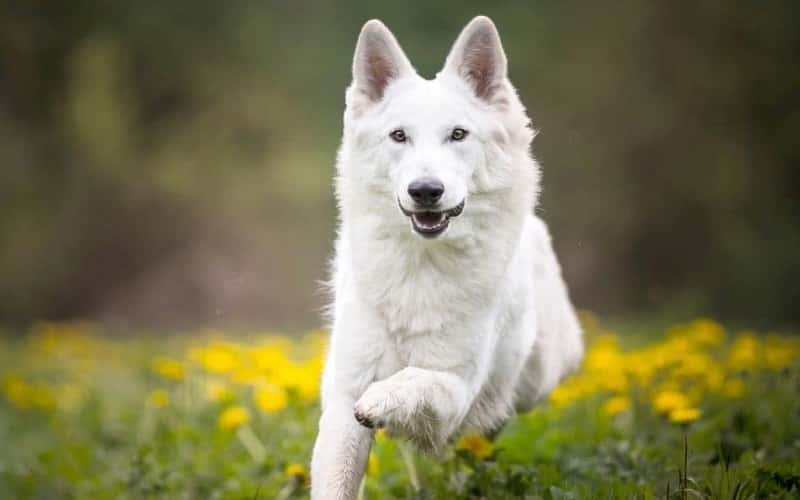 white-german-shepherds-6-facts-you-need-to-know-2