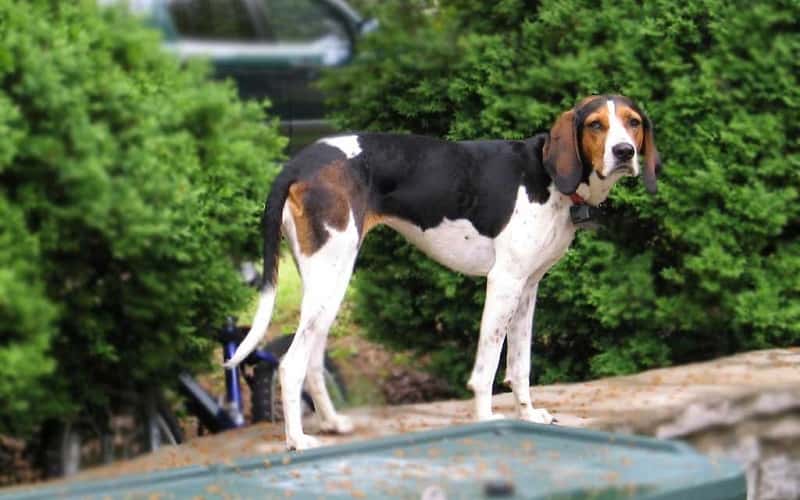 6-amazing-facts-about-treeing-walker-coonhound-2