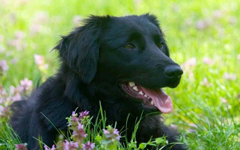 all-about-black-golden-retriever-7-facts-1