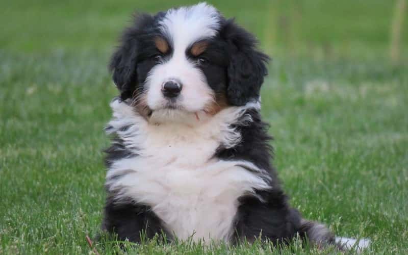 bernedoodle-puppies-9-facts-you-may-want-to-know-2