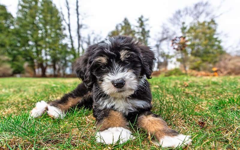 bernedoodle-puppies-9-facts-you-may-want-to-know