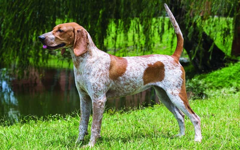 faq-american-english-coonhound-dog-1