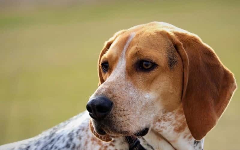 faq-american-english-coonhound-dog