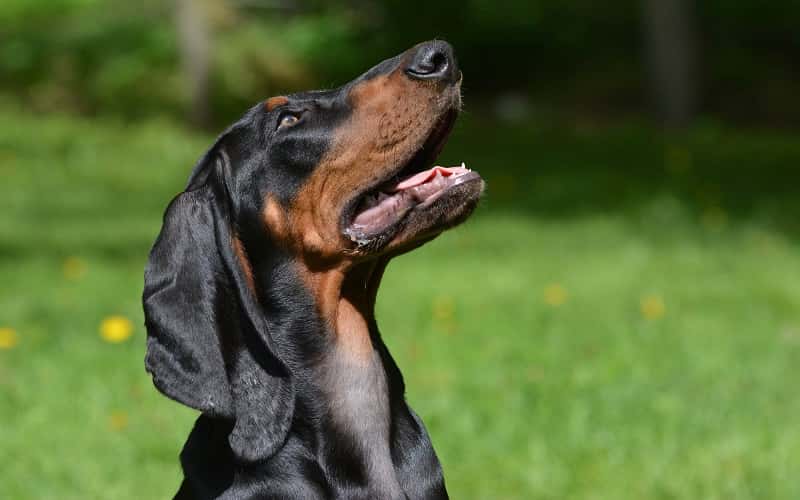 faq-black-and-tan-coonhound-1