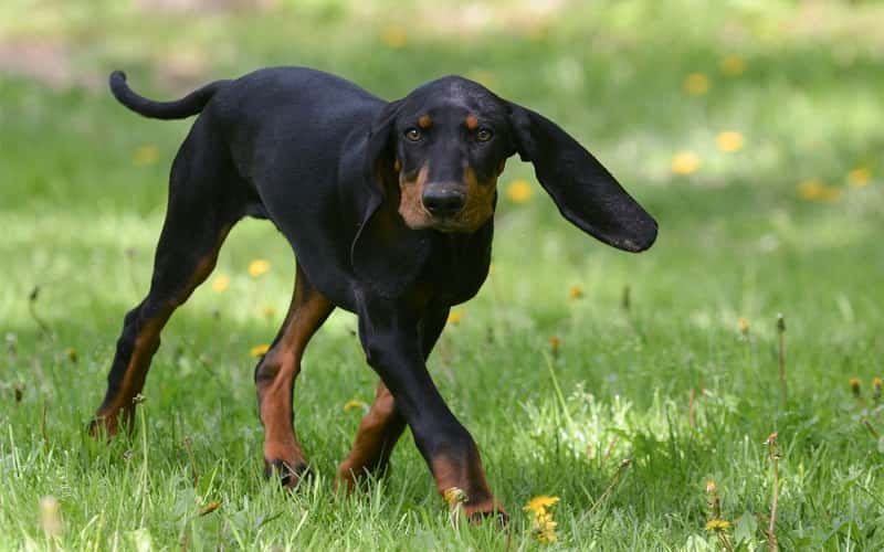 faq-black-and-tan-coonhound-2