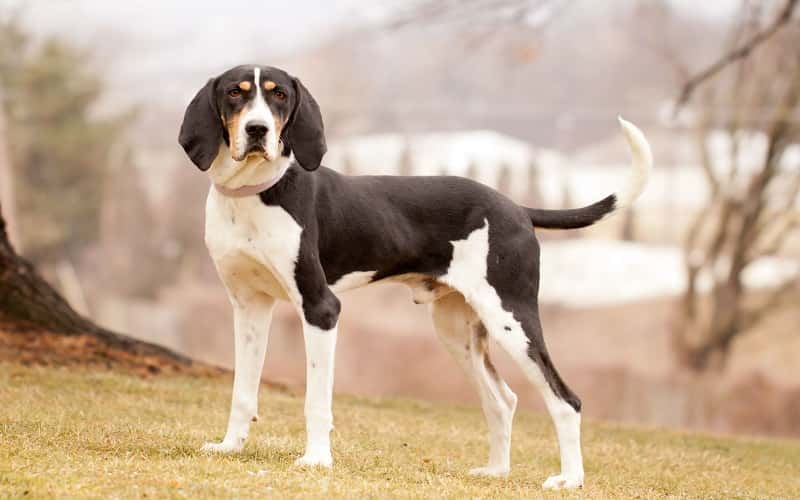 faq-treeing-walker-coonhound-dog-1