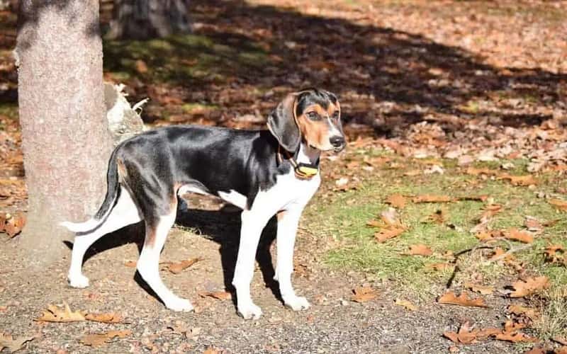faq-treeing-walker-coonhound-dog