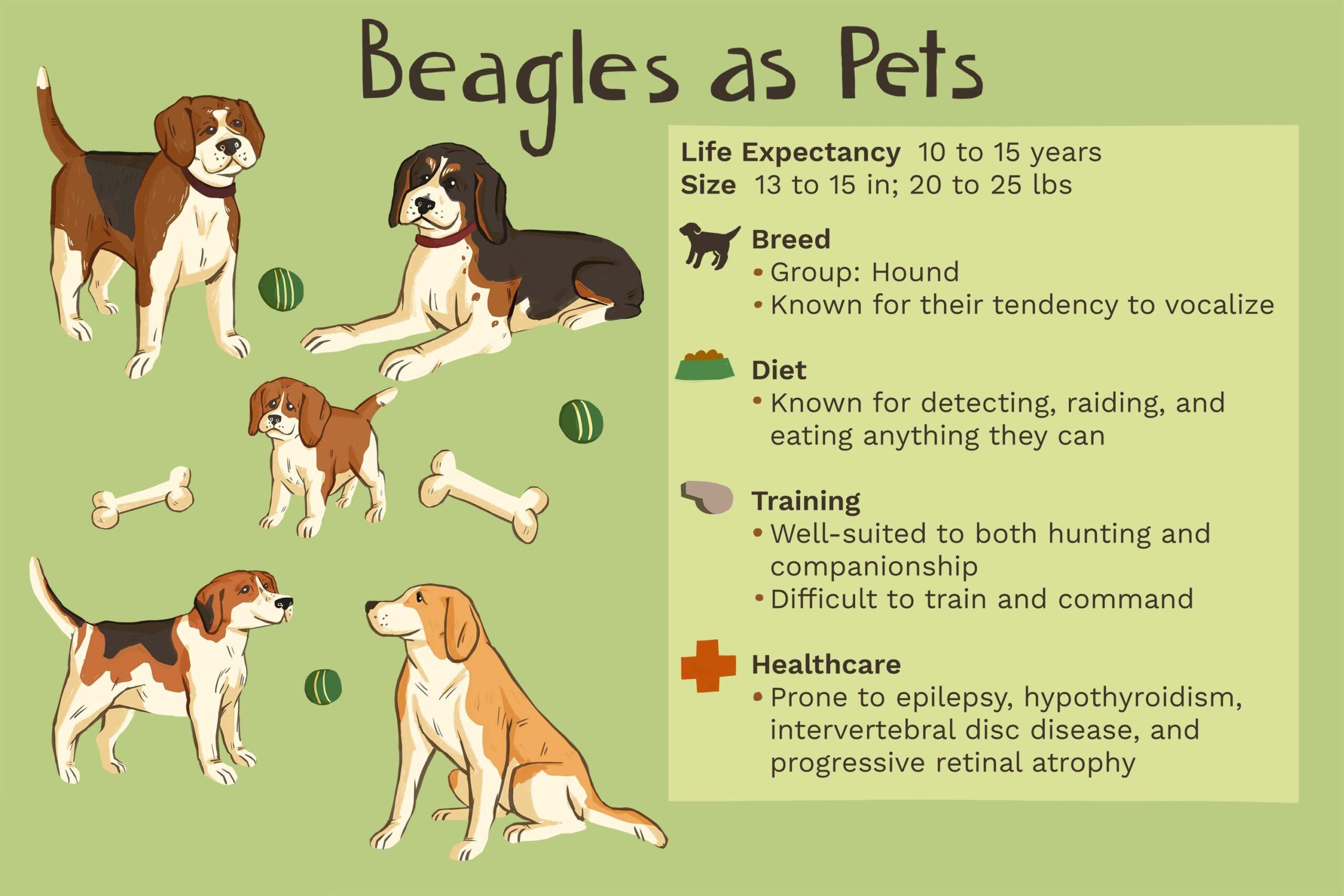 Beagle Dog Breeds
