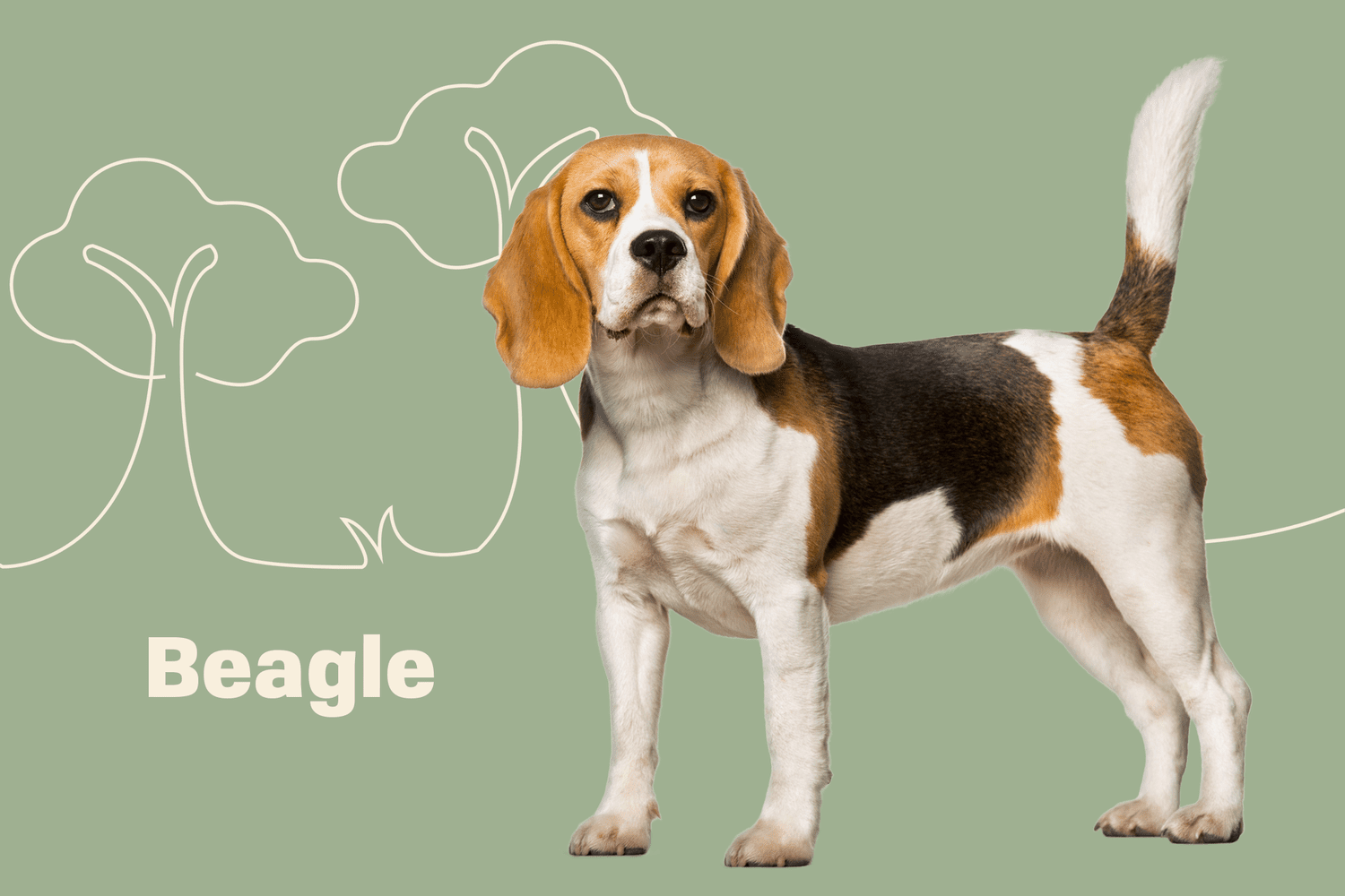 Beagle Dog Breeds: Overview, Description, Temperament, & Top 1 Amazing Facts