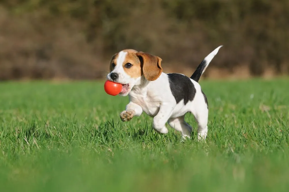 Beagle Dog Breeds