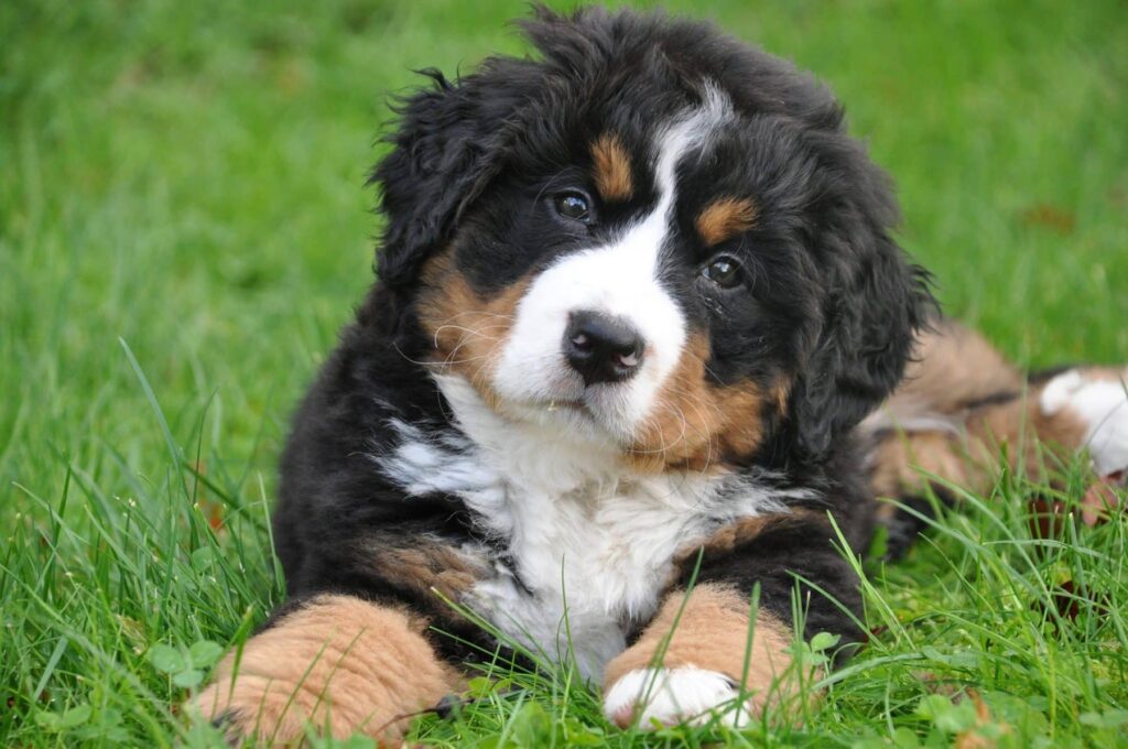 Embracing the Majestic Joy: A Guide to Bernese Mountain Puppies