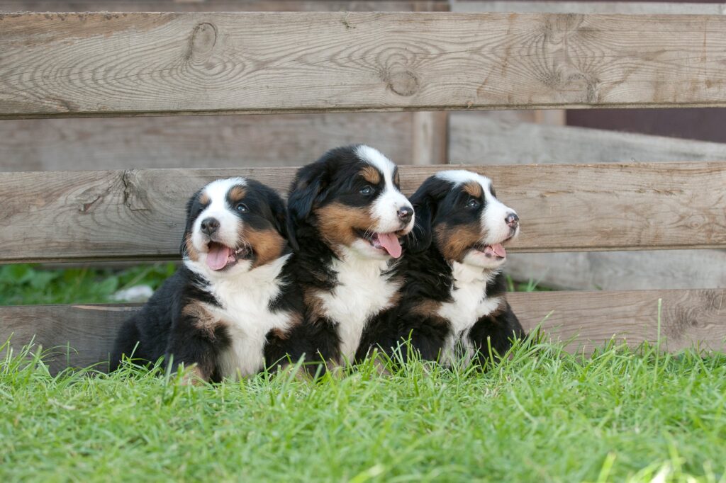 Embracing the Majestic Joy: A Guide to Bernese Mountain Puppies