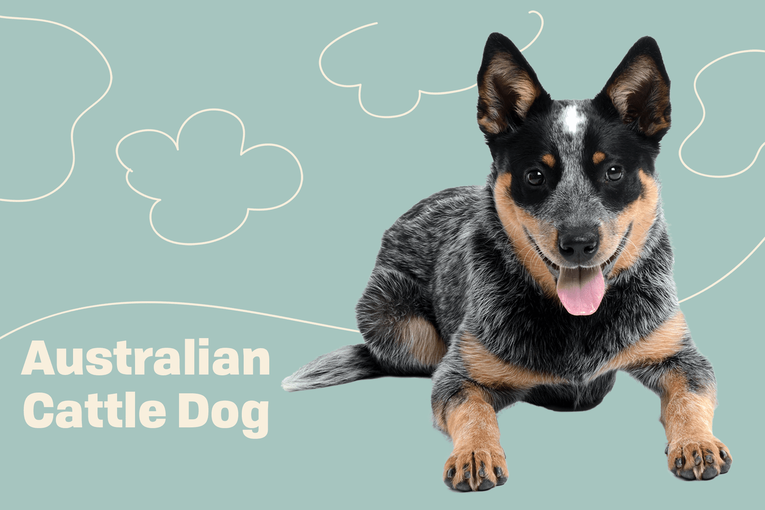 Blue Heeler Dog Breeds: Health Care & Amazing Facts You Need to Know