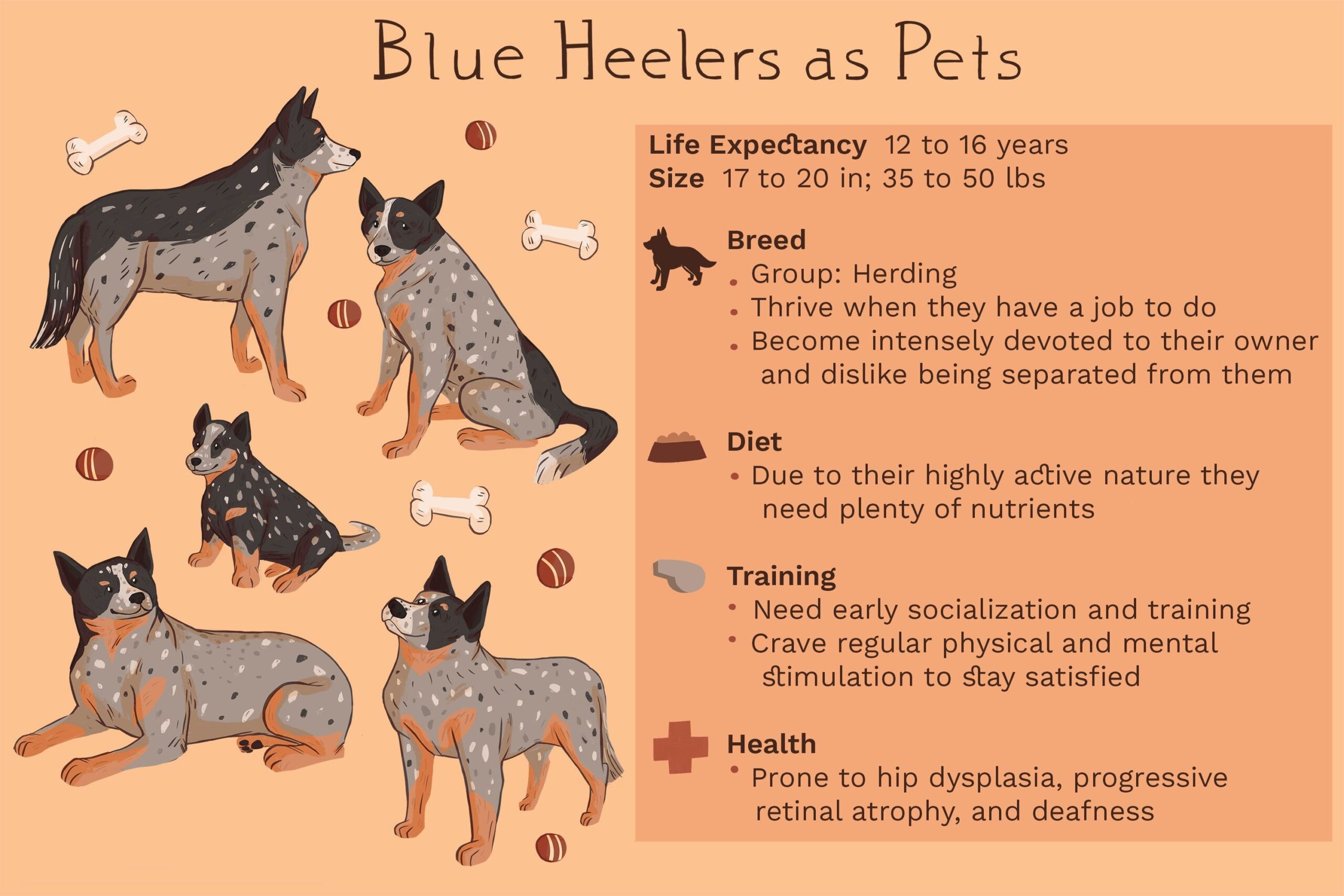 Blue Heeler Dog Breeds